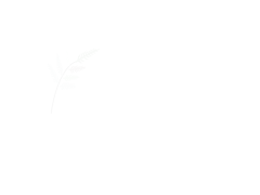 Le Acacie